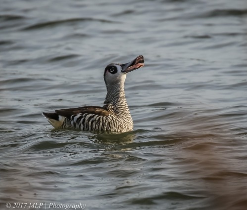Pink-eared Duck, Jawbone Flora and Fauna Reserve, Williamstown