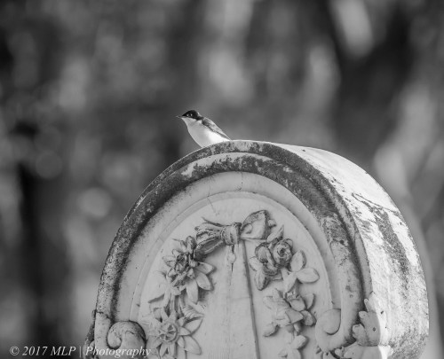 Restless Flycatcher, Newstead Cemetery, Newstead, Vic