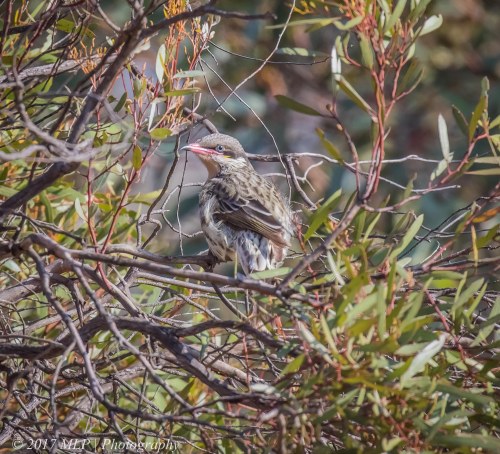 Spiny Cheeked Honeyeater, Konardin Track, Hattah Kulkyne National Park, Vic