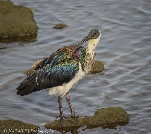 Straw-necked Ibis, Kororoit Creek, Altona, Vic