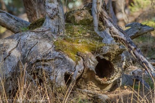 Yellow-footed Antechinus home, Rise and Shine Bushland Reserve, Sandon, Vic