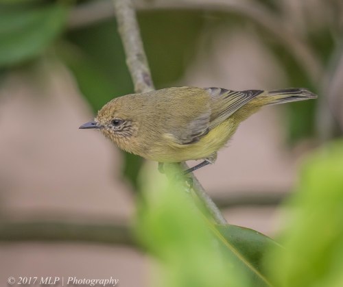 Yellow Thornbill, The olds, Moorooduc, Vic
