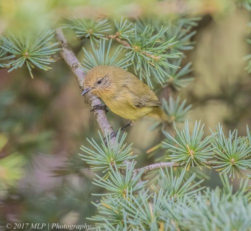 Yellow Thornbill, The olds, Moorooduc, Vic