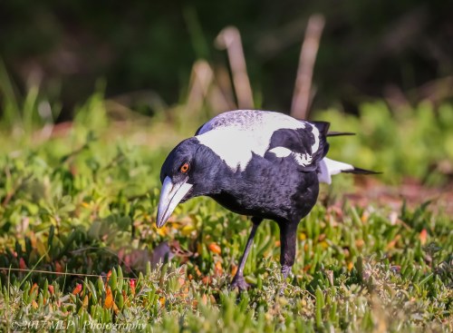 Australian Magpie, Jawbone Flora and Fauna Reserve, Williamstown, Vic