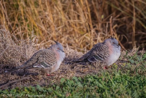 Crested Pigeons, Jawbone Flora and Fauna Reserve, Williamstown, Vic