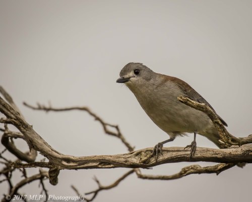 Grey Shrikethrush, Cape Schanck, Mornington Peninsula National Park, Vic 