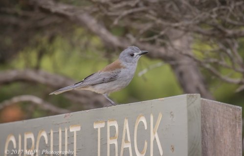 Grey Shrikethrush, Cape Schanck, Mornington Peninsula National Park, Vic 