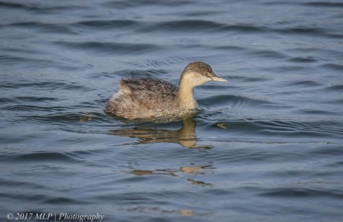 Hoary-headed Grebe, Jawbone Flora and Fauna Reserve, Williamstown, Vic