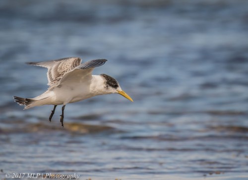 Juvenile Crested Tern, Rickett's Point, Beaumaris, Vic