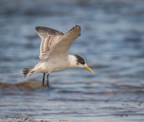 Juvenile Crested Tern, Rickett's Point, Beaumaris, Vic