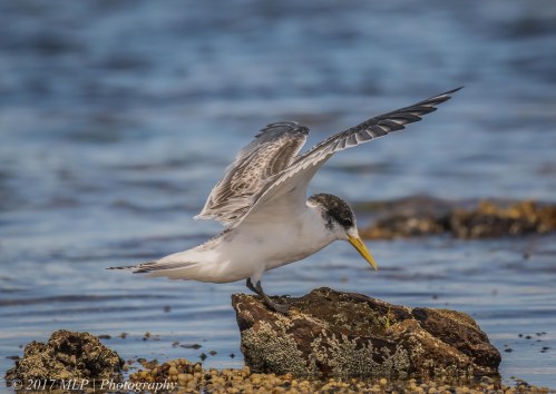 Juvenile Crested Tern, Rickett's Point, Beaumaris, Vic