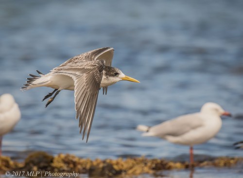 Juvenile Crested Tern, Rickett's Point, Beaumaris, Vic