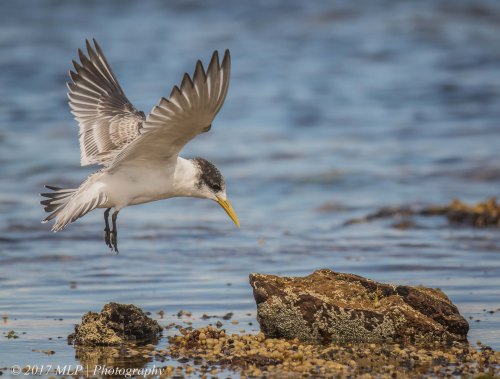 Juvenile Crested Tern, Rickett's Point, Beaumaris, Vic