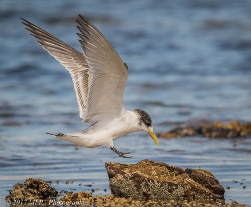 Juvenile Crested Tern, Rickett's Point, Beaumaris, Vic