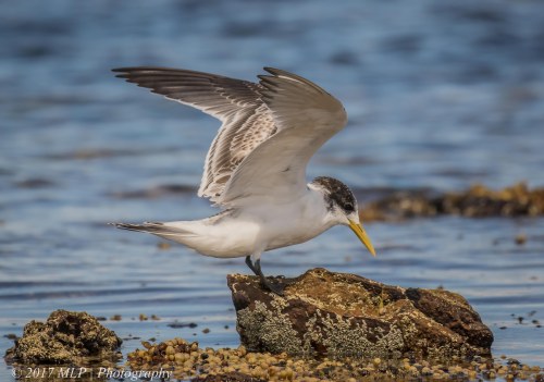 Juvenile Crested Tern, Rickett's Point, Beaumaris, Vic