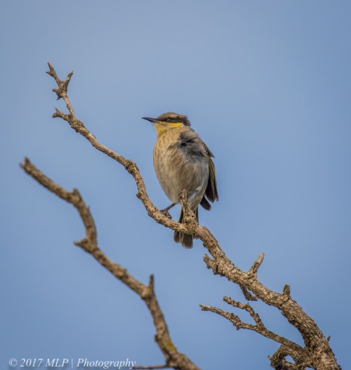Singing Honeyeater, Cape Schanck, Mornington Peninsula National Park, Vic