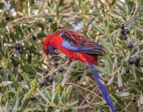 Crimson Rosella, Rosebud, Victoria, 30 July 2017