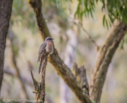 Fan-tailed Cuckoo, Greens Bush, Mornington Peninsula National Park, Vic