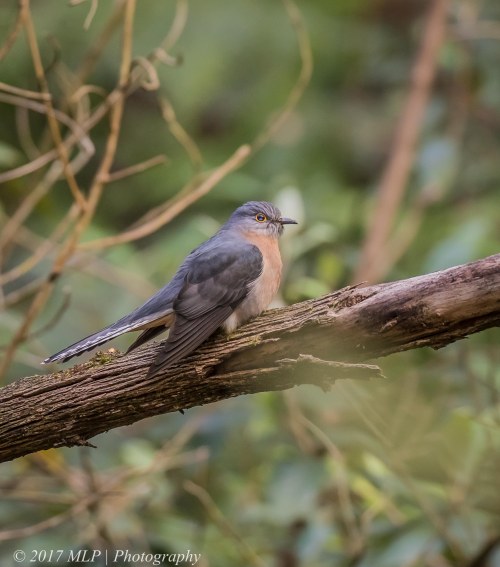 Fan-tailed Cuckoo, Greens Bush, Mornington Peninsula National Park, Vic