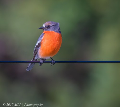 Flame Robin, Seaford Wetlands, Seaford, Vic