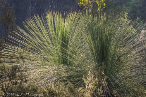 Grass Tree, Green's Bush, Mornington Peninsula, Vic