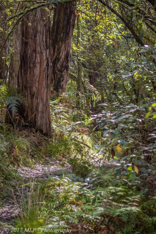 Green's Bush, Mornington Peninsula, Vic