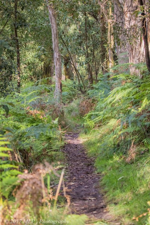 Green's Bush, Mornington Peninsula, Vic