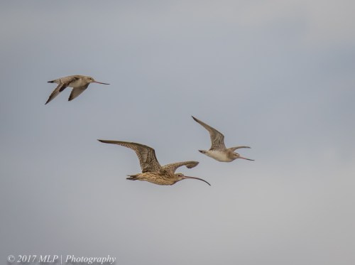Eastern Curlews and Godwits at Stockyard Point, Jam Jerrup, Vic