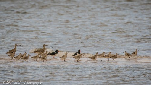 Eastern Curlews and Godwits at Stockyard Point, Jam Jerrup, Vic