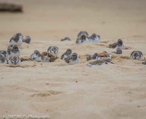 Little Stint and waders, Stockyard Point, Jam Jerrup, Vic