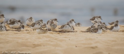 Little Stint and waders, Stockyard Point, Jam Jerrup, Vic