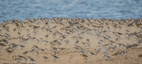 Waders at Stockyard Point, Jam Jerrup, Vic