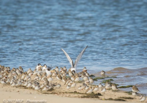 Waders at Stockyard Point, Jam Jerrup, Vic