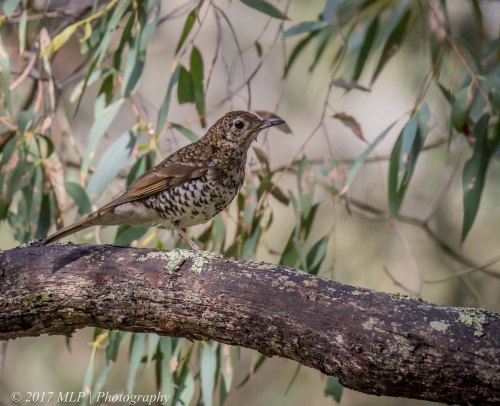 Bassian Thrush, Green's Bush, Vict