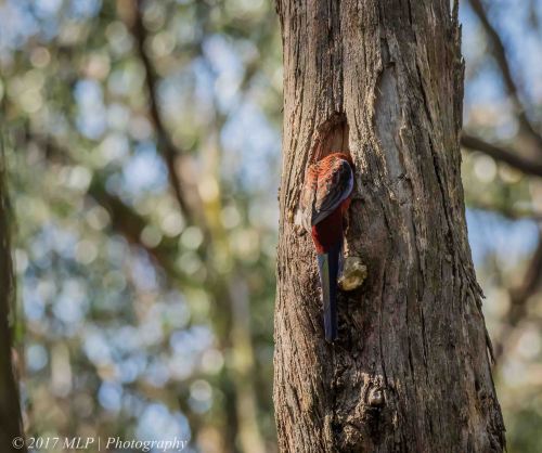 Crimson Rosella, Green's Bush, Vict