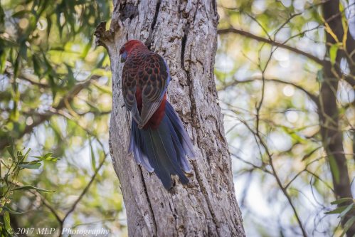 Crimson Rosella, Green's Bush, Vict