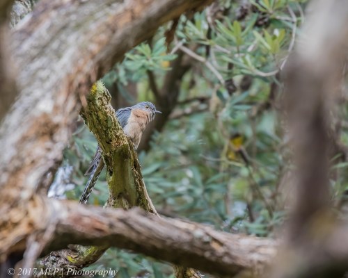 Fan-tail Cuckoo, Green's Bush (southern), Vict