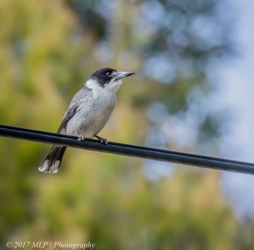 Juvenile Grey Butcherbird, McClelland Sculpture Park, Langwarrin, Vic