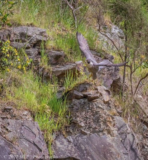 Peregrine Falcon, Moorooduc Quarry, Mt Eliza, Vic