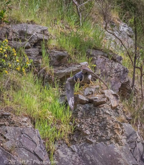 Peregrine Falcon, Moorooduc Quarry, Mt Eliza, Vic