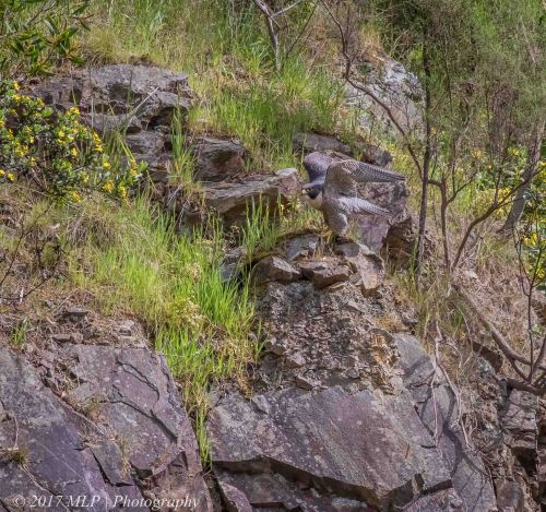 Peregrine Falcon, Moorooduc Quarry, Mt Eliza, Vic