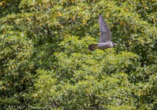 Peregrine Falcon, Moorooduc Quarry, Mt Eliza, Vic