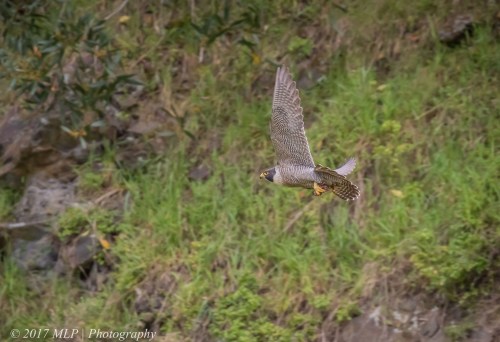 Peregrine Falcon, Moorooduc Quarry, Mt Eliza, Vic