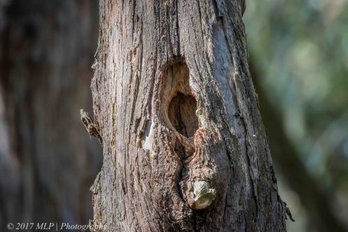 Potential nest hole, Green's Bush, Vict