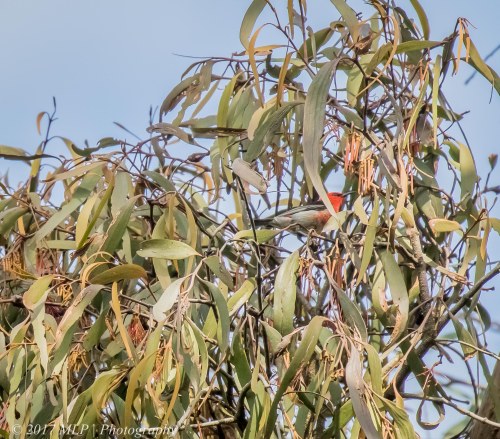 Scarlet Honeyeater, Greens Bush (southern), Mornington Peninsula, Vic