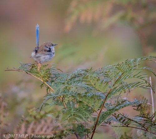 Superb Fairy-wren, Green's Bush (southern), Vict