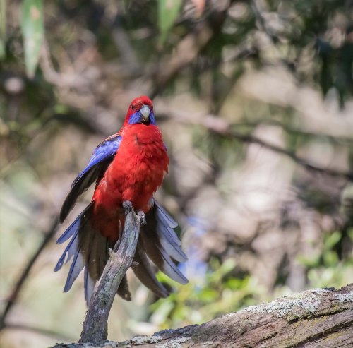 Crimson Rosella, Greens Bush, Mornington Peninsula National Park, Vict