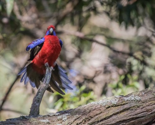 Crimson Rosella, Greens Bush, Mornington Peninsula National Park, Vict