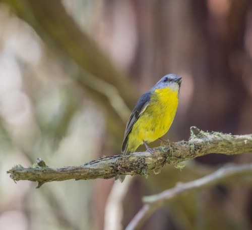 Eastern Yellow Robin, Greens Bush, Mornington Peninsula National Park, Vict