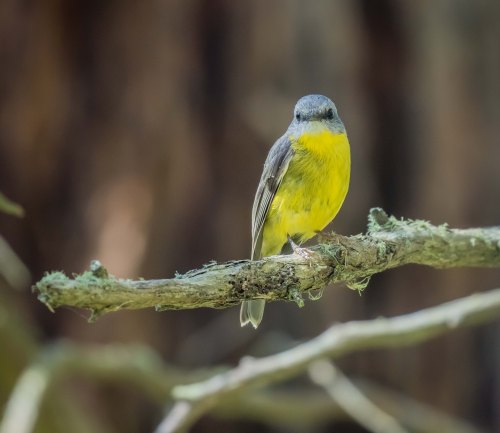 Eastern Yellow Robin, Greens Bush, Mornington Peninsula National Park, Vict